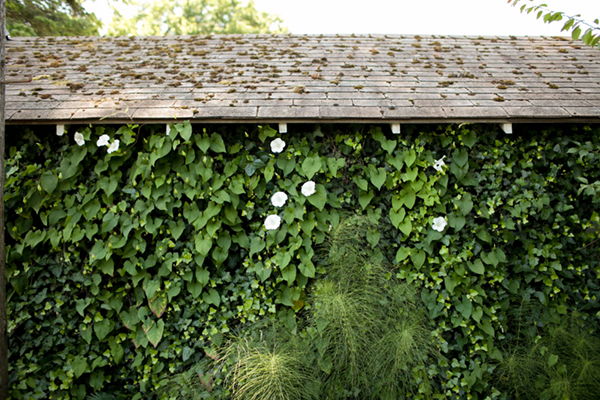ivy and morning glory | via coco+kelley