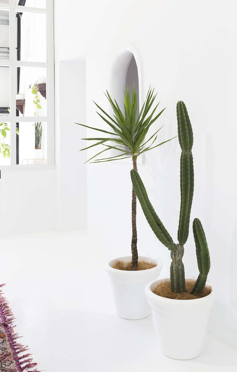 cacti and all white architecture in this dream office space | tour on coco kelley