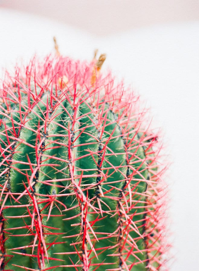cactus closeup in pink and green