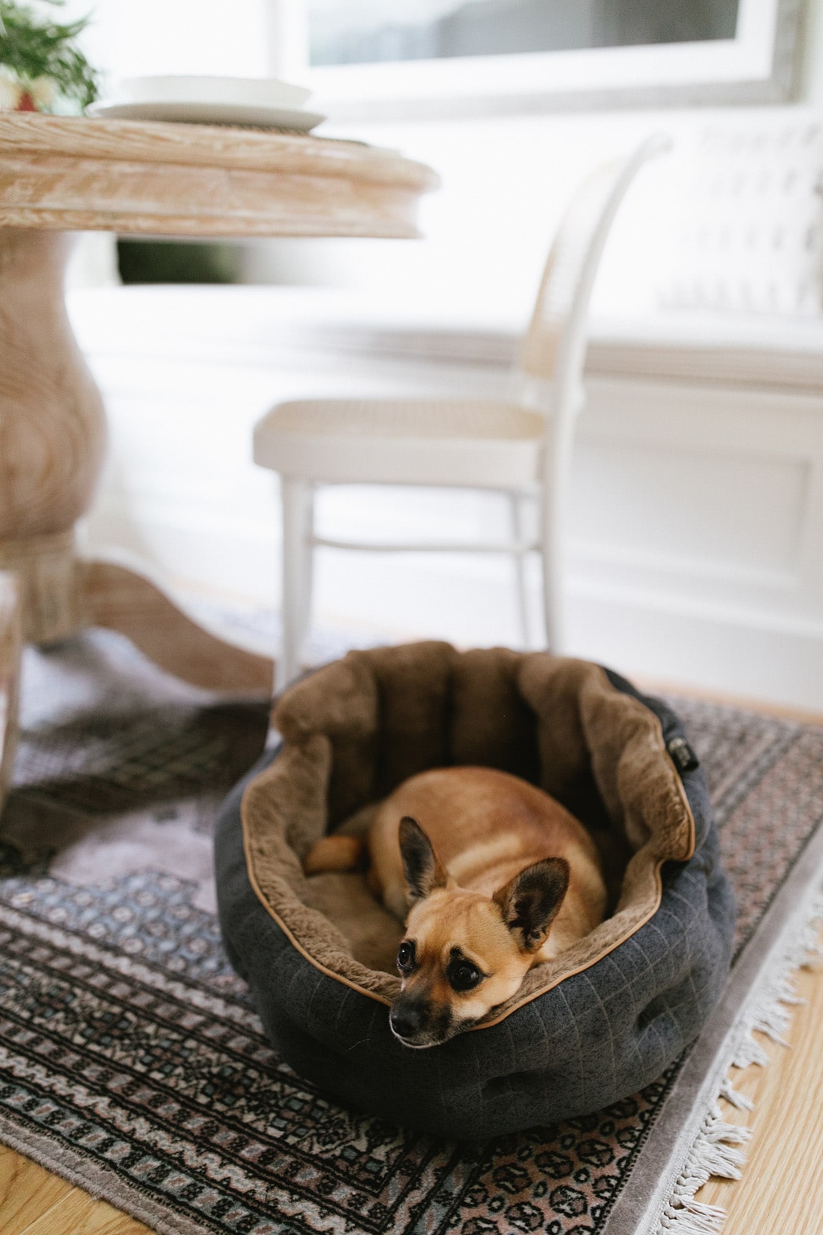 cozy winter updates for the home and pup! | coco kelley