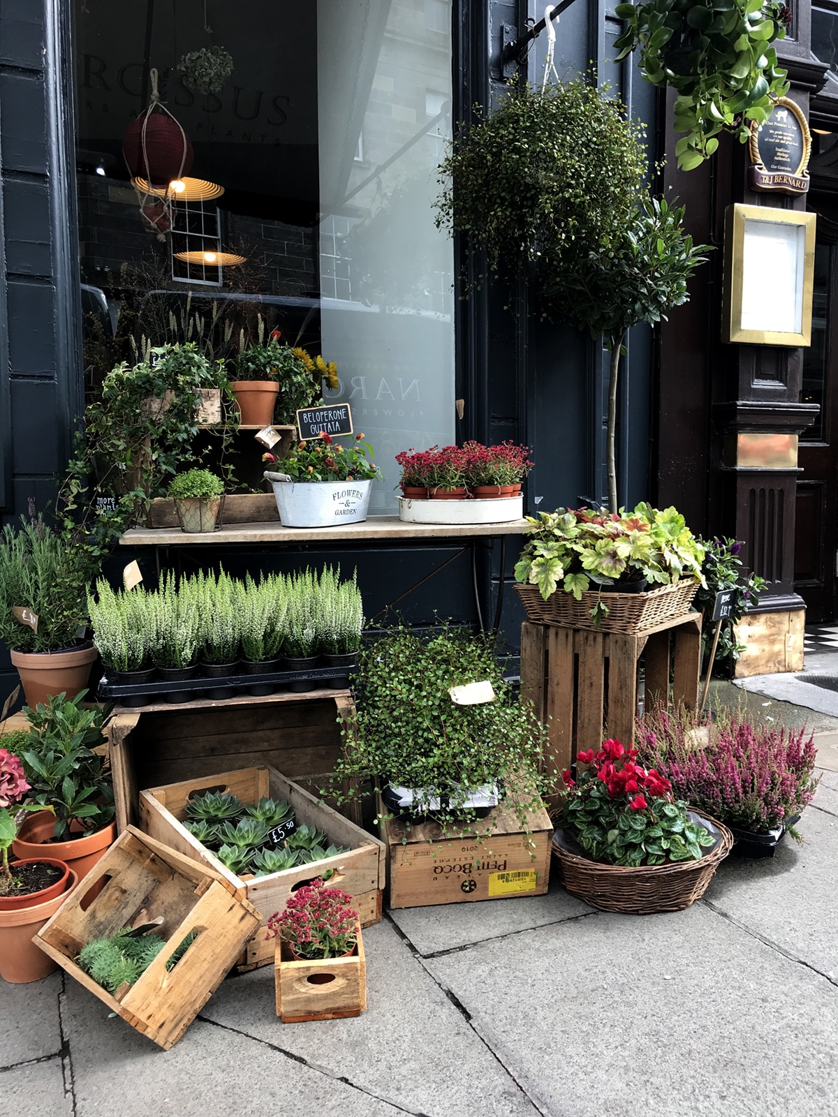 narcissus flower shop in broughton | edinburgh city guide on cooc kelley