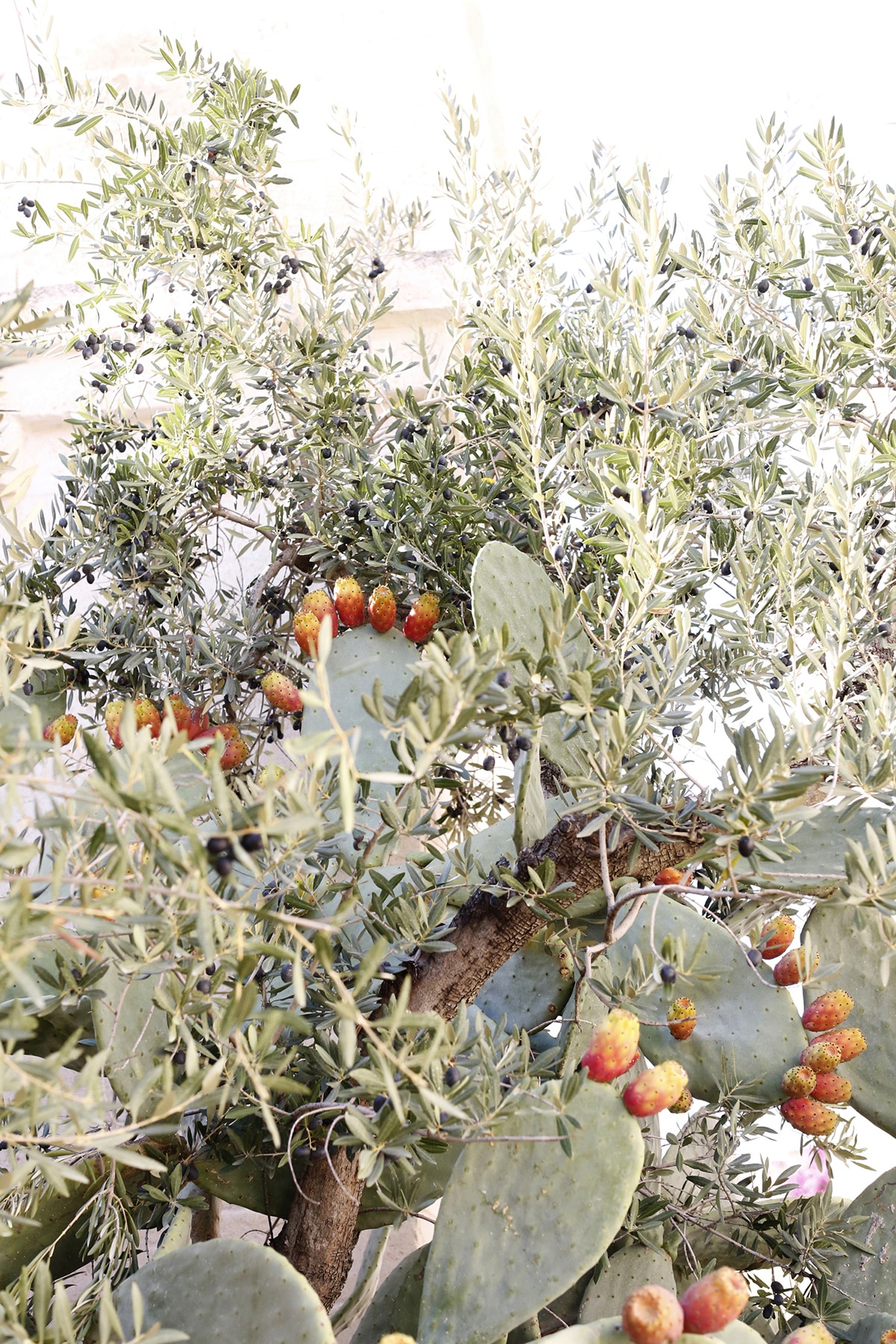 cacti and olive trees puglia