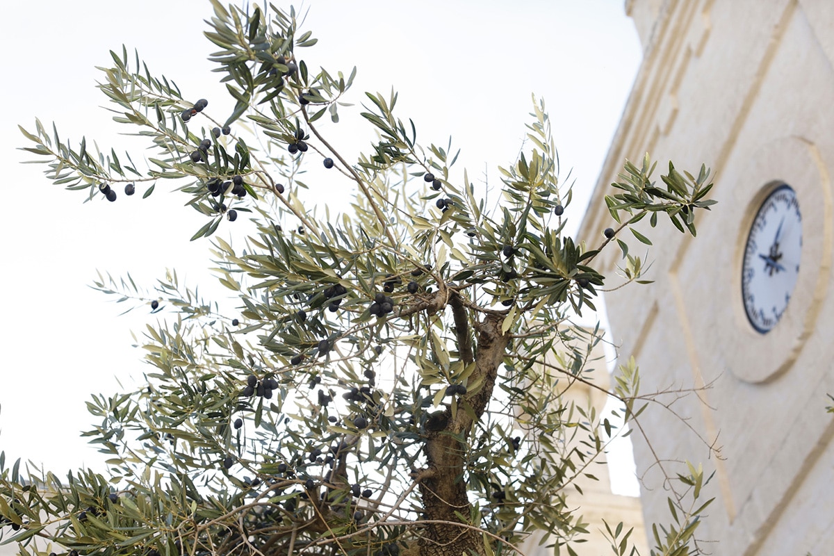 church and olive tree in puglia travel diary belathee