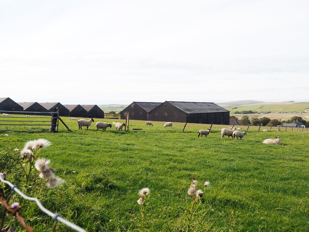 sheep in the fields by black distillery houses in the orkney islands of scotland | visual travel diary on coco kelley