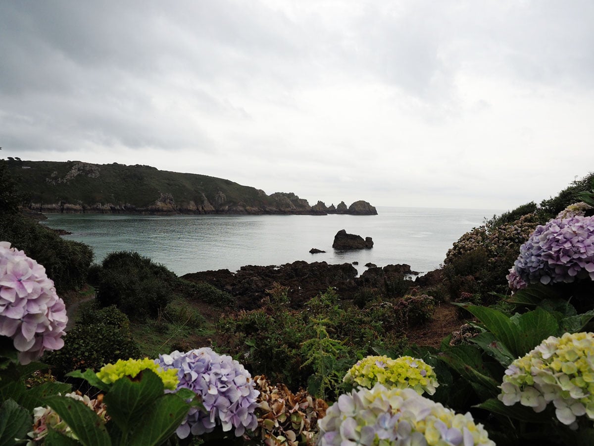 a beautiful view of the moulin huet bay beach through hydrangeas at a tea house in guernsey | travel guide on coco kelley